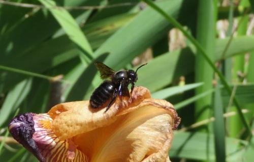 Réf. 302 670 : Xylocopa violacea